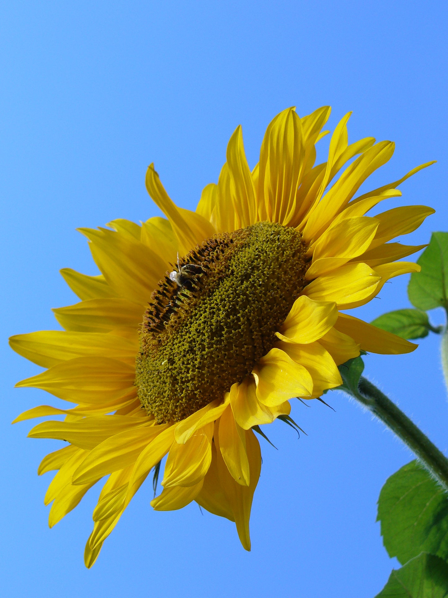 Sunflower Seeds